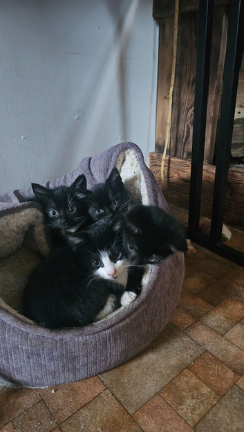 Black & White Tuxedo Kittens