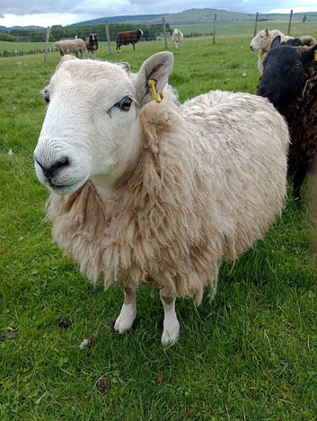 Shearling Cheviot Tup