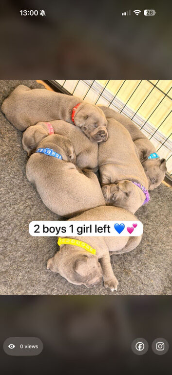 Blue staff pups kc reg