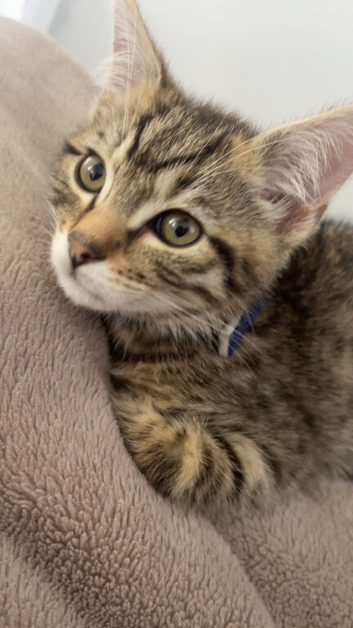 Kitten looking for a new home