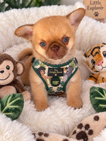 Chocolate fawn male chihuahua Thai lines