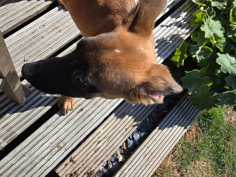 Luna a mixed german