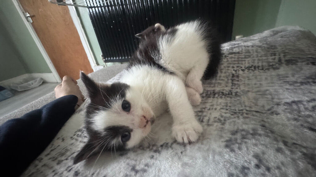 Mixed black and white kittens