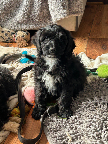 Cockapoo Girl