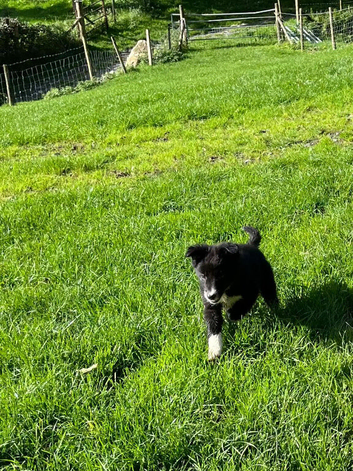 Collie pups ready to go