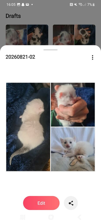 Kittens for sale