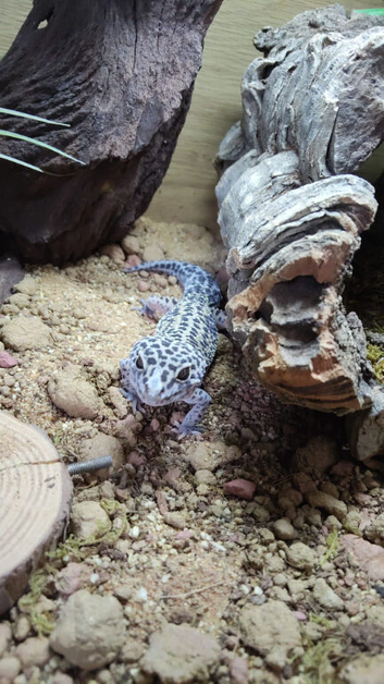 Gecko