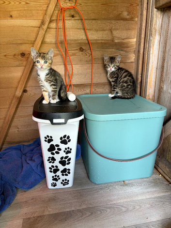 Pair of adorable, friendly kittens