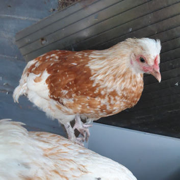 Polish Hybrid Female