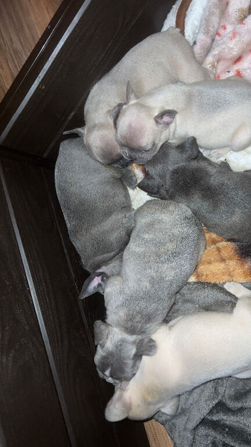 French Bulldog Puppies