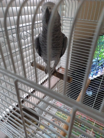 African grey male
