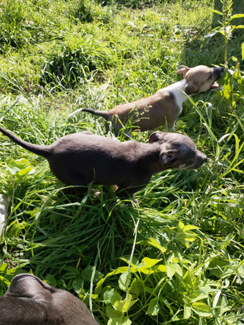 2 Bullurcher cross Staffy puppy boys left