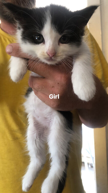 8 week old kittens
