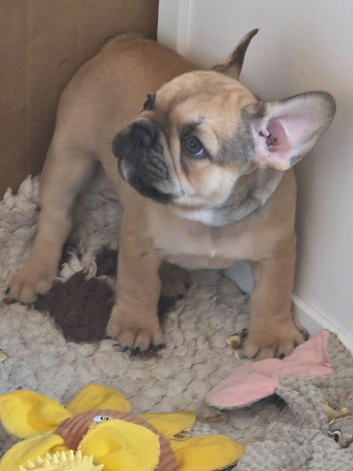 9 week old french bulldog pup