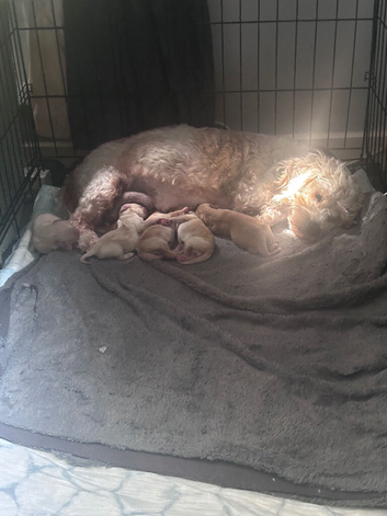 Fox Red Labrador - Cavachon mix - rare F1 Cavador