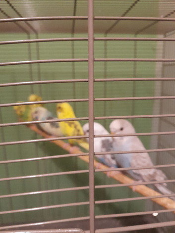 Baby budgies