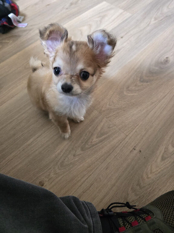 Tea cup chihuahua