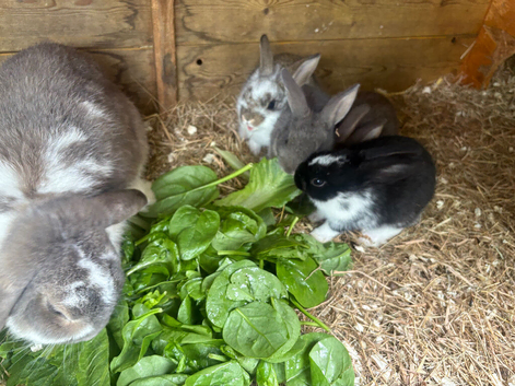 french lop-rex mixed 2for &pound;80