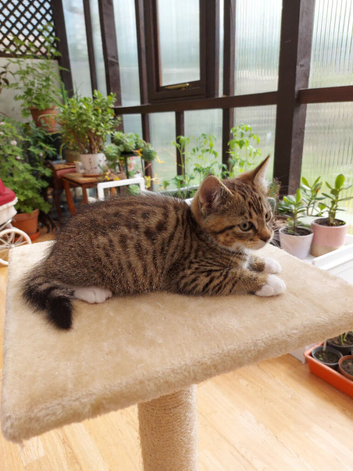 Beautiful Tabby Kittens