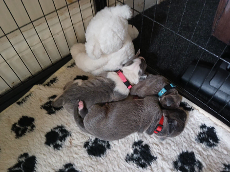 3 beautiful cane corso puppies for sale