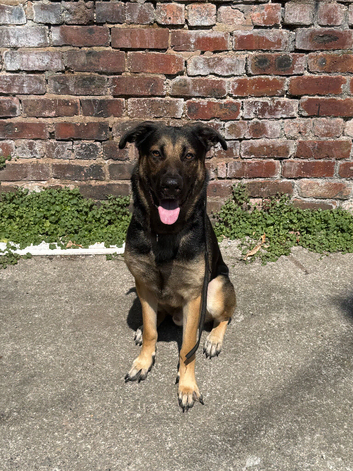 Male GSD X AKITA for stud
