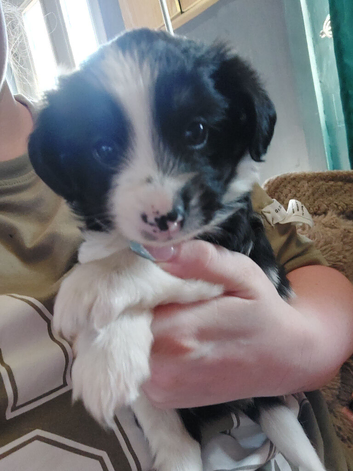 Puppies