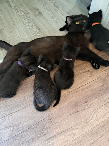 Beautiful black and dark grey tabbys