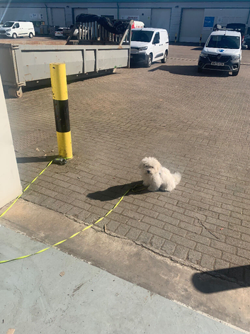 Bichon Malteese for sale