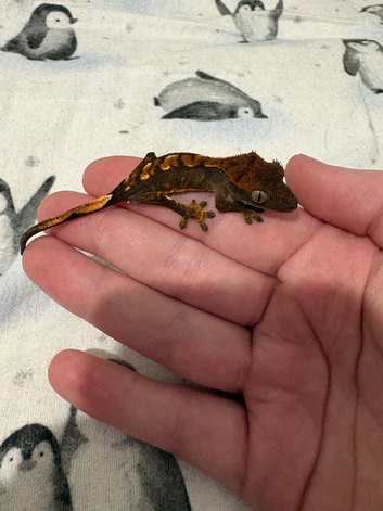 juvenal crested geckos