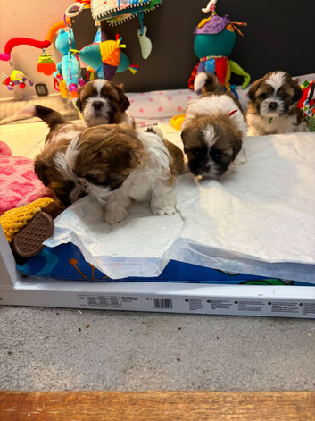 Adorable Shih Tzu Puppies Seeking Loving Homes