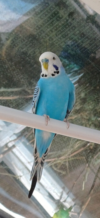 Pair of budgies