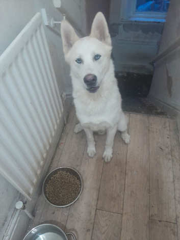 1 Yr old siberian husky