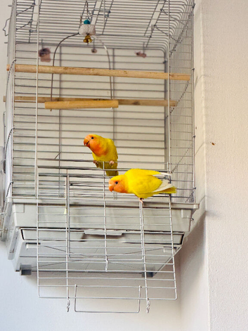 Pair of Love Birds