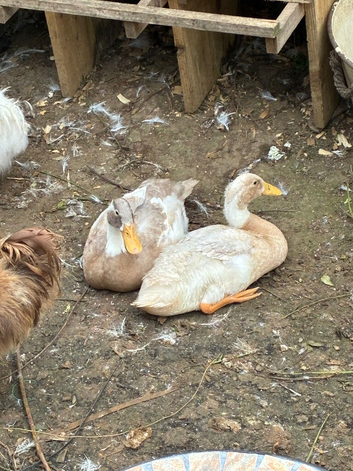 Mixed breed and Indian runners ducks