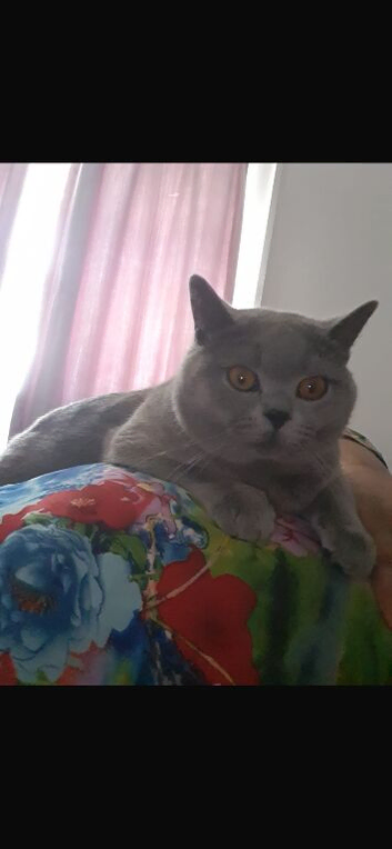 Beautiful big male British short haired