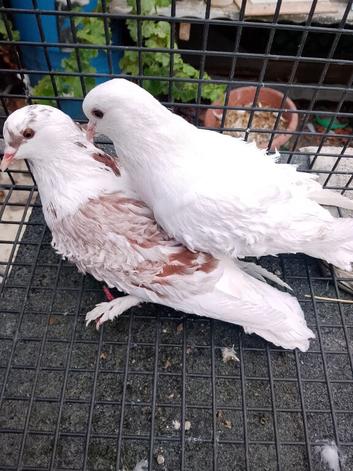Pigeon for sale