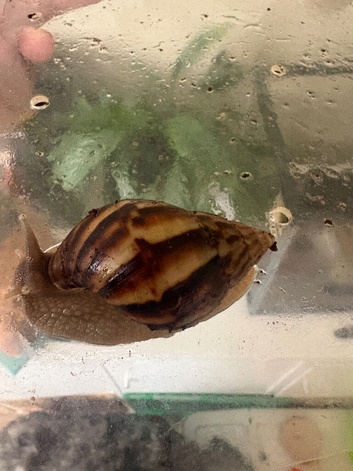 11 week old snail
