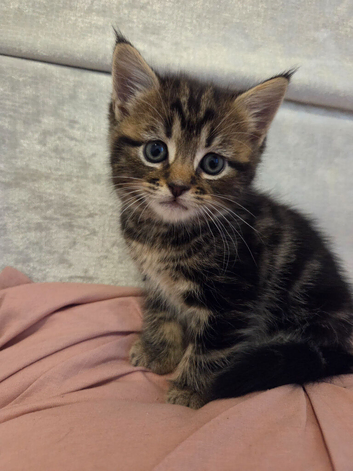 3 beautiful kittens *1 left*