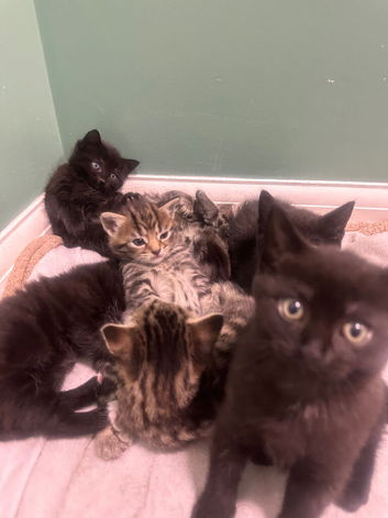 Kittens 8weeks