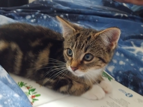 10 week old tabby kitten