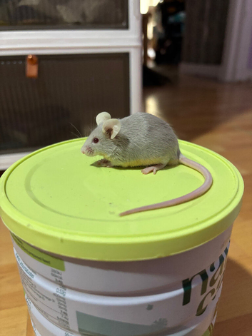 Mice