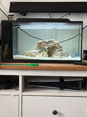 Marine fish tank