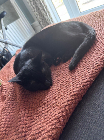 Male 7m old Kitten