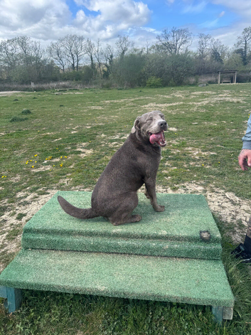 Silver lab for sale