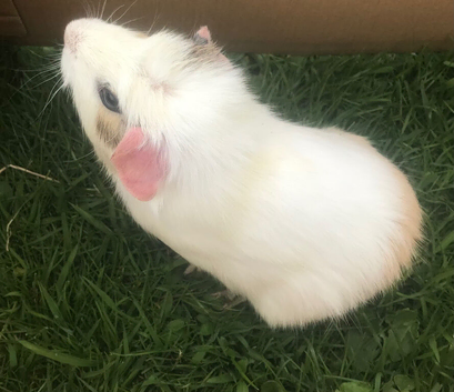 1 beautiful white and blonde male Guinea pig