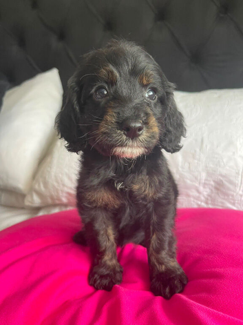 F1 cockapoo puppies