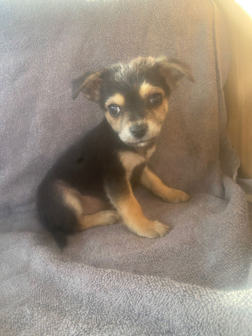 Terrier cross Chihuahua
