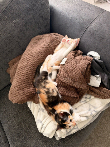 2 Kittens