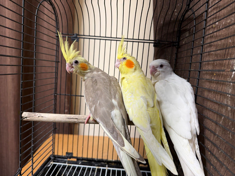 Hand reared Cockatiels