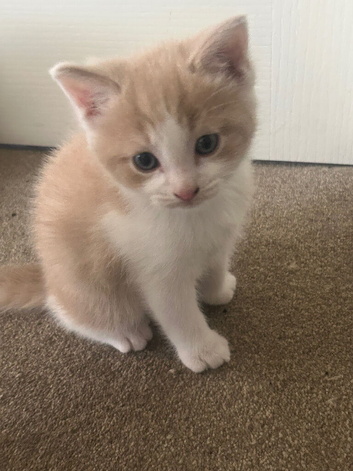 Ragdoll X